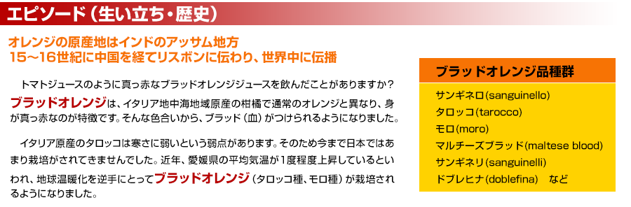 ブラッドオレンジ 愛媛みかん専門店 のま果樹園