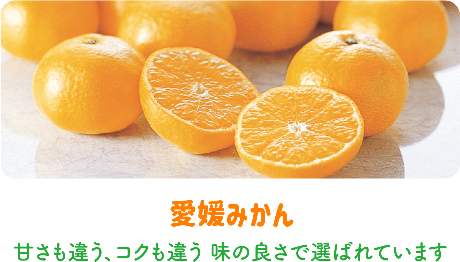 みかん | みかん専門店・愛媛みかんの「のま果樹園」